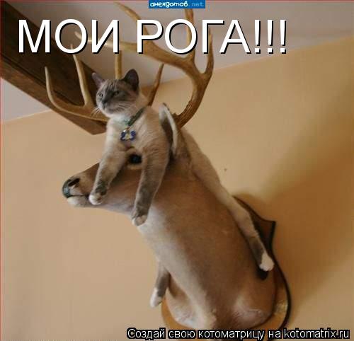 МОИ РОГА!!!... Котоматрица: МОИ РОГА!!!