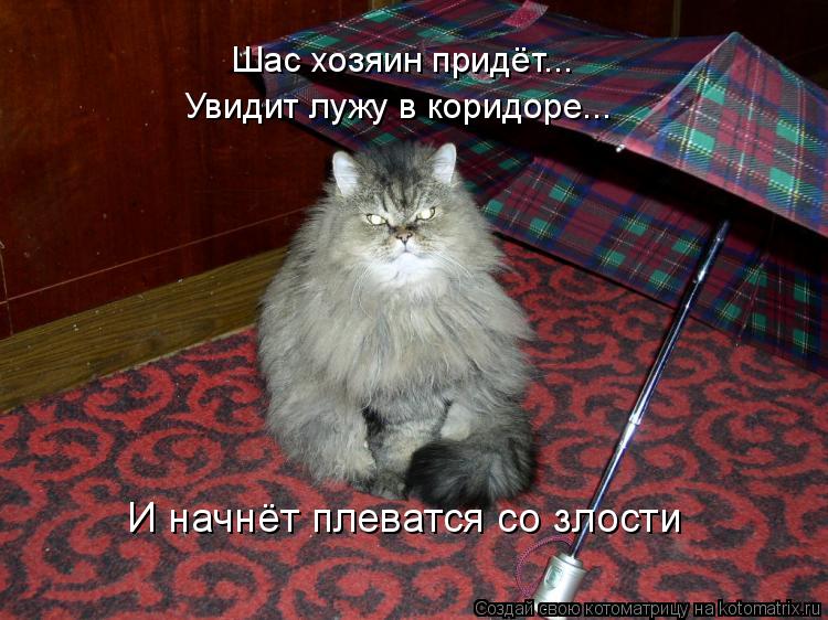 Шас хозяин придёт... Увидит лужу в коридоре... И начнёт плеватся со злости... Котоматрица: Шас хозяин придёт... Увидит лужу в коридоре... И начнёт плеватся со злости
