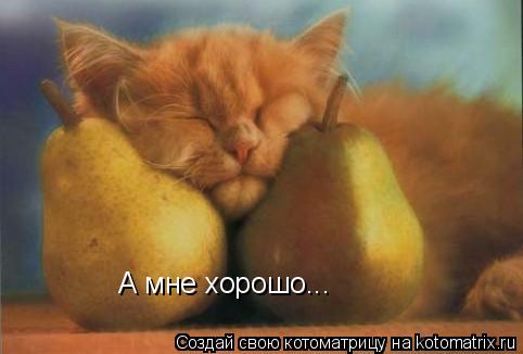 А мне хорошо...... Котоматрица: А мне хорошо...