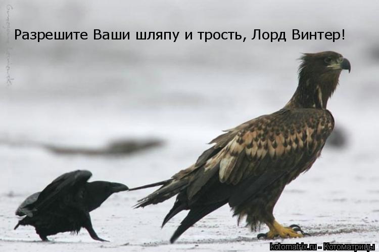 Разрешите Ваши шляпу и трость, Лорд Винтер!... Котоматрица: Разрешите Ваши шляпу и трость, Лорд Винтер!