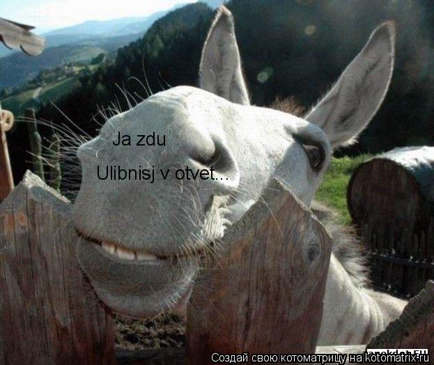 Ja zdu Ulibnisj v otvet...... Котоматрица: Ja zdu Ulibnisj v otvet...