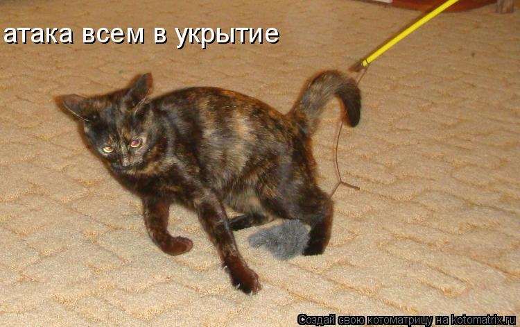 атака всем в укрытие... Котоматрица: атака всем в укрытие