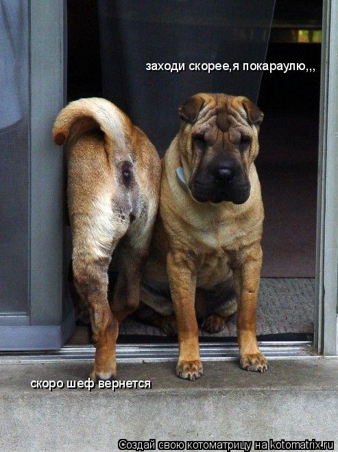 заходи скорее,я покараулю,,, скоро шеф вернется... Котоматрица: заходи скорее,я покараулю,,, скоро шеф вернется