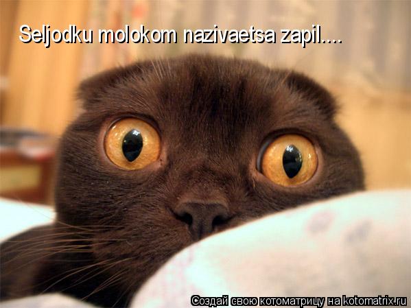 Seljodku molokom nazivaetsa zapil....... Котоматрица: Seljodku molokom nazivaetsa zapil....