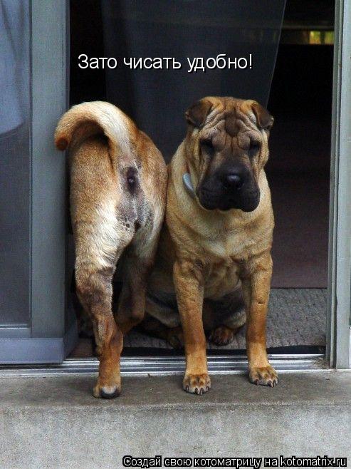 Зато чисать удобно!... Котоматрица: Зато чисать удобно!