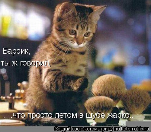 Барсик, ты ж говорил, что просто летом в шубе жарко.. Барсик, ты ж говорил, ....что просто летом в ... Котоматрица: Барсик, ты ж говорил, что просто летом в шубе жарко.. Барсик, ты ж говорил, ....что просто летом в шубе жарко..