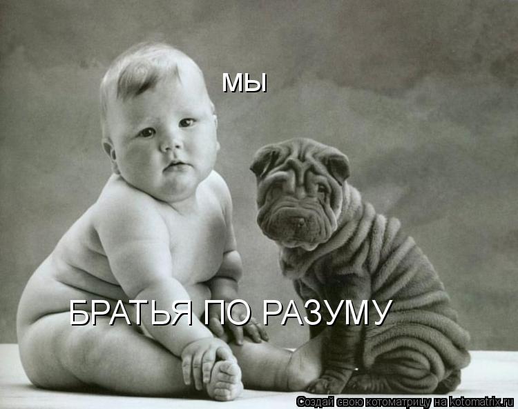мы БРАТЬЯ ПО РАЗУМУ... Котоматрица: мы БРАТЬЯ ПО РАЗУМУ
