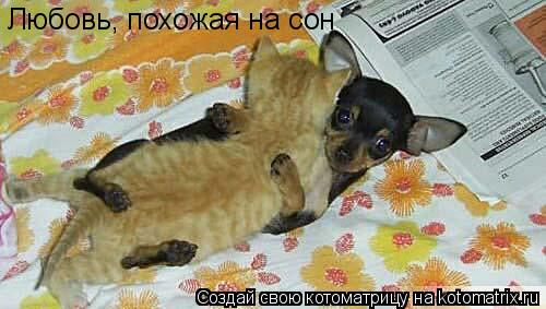 Любовь, похожая на сон... Котоматрица: Любовь, похожая на сон