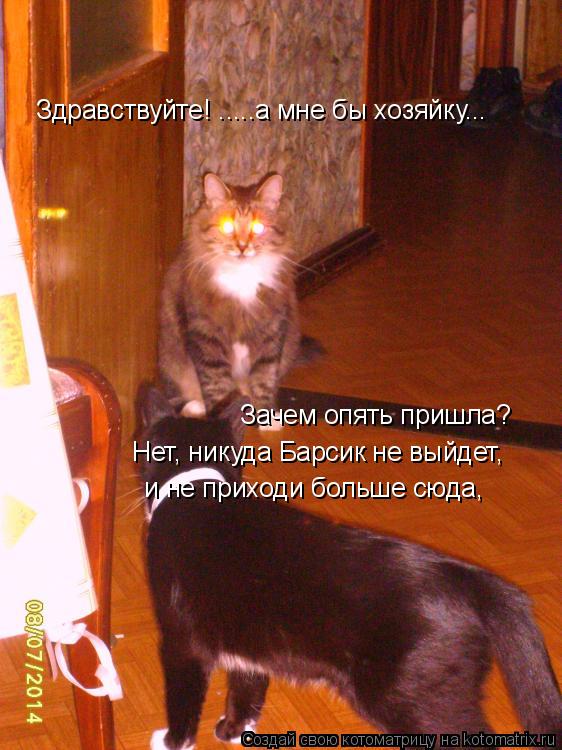 Здравствуйте! .....а мне бы хозяйку... Зачем опять пришла? Нет, никуда Барсик не выйдет, и не приходи... Котоматрица: Здравствуйте! .....а мне бы хозяйку... Зачем опять пришла? Нет, никуда Барсик не выйдет, и не приходи больше сюда,