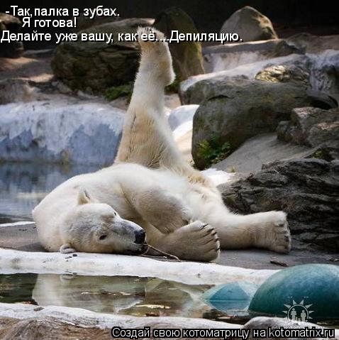 -Так,палка в зубах. Я готова! Делайте уже вашу, как её....Депиляцию.... Котоматрица: -Так,палка в зубах. Я готова! Делайте уже вашу, как её....Депиляцию.