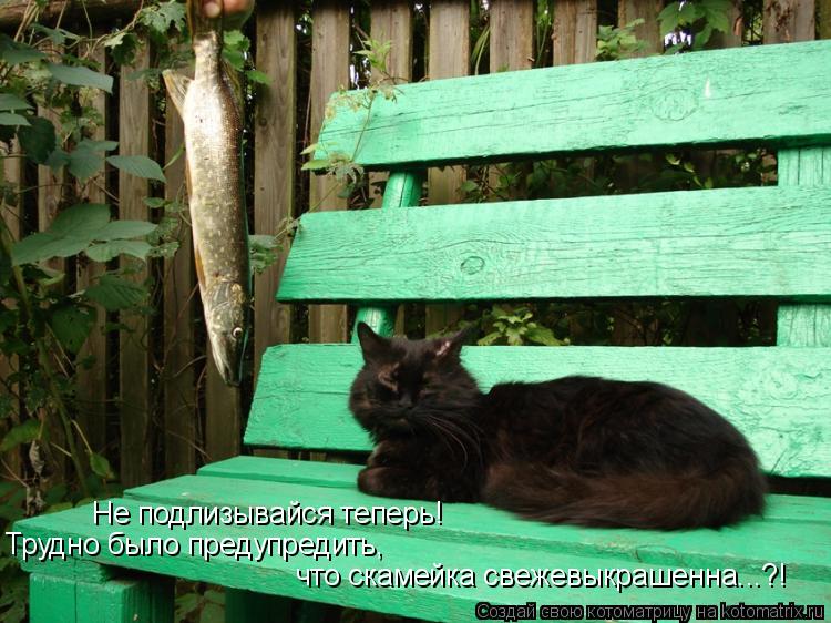 Не подлизывайся теперь! Трудно было предупредить, что скамейка свежевыкрашенна...?!... Котоматрица: Не подлизывайся теперь! Трудно было предупредить, что скамейка свежевыкрашенна...?!