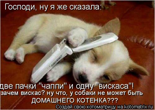 Господи, ну я же сказала: две пачки "чаппи" и одну "вискаса"! зачем вискас? ну что, у собаки не может... Котоматрица: Господи, ну я же сказала: две пачки "чаппи" и одну "вискаса"! зачем вискас? ну что, у собаки не может быть ДОМАШНЕГО КОТЕНКА???