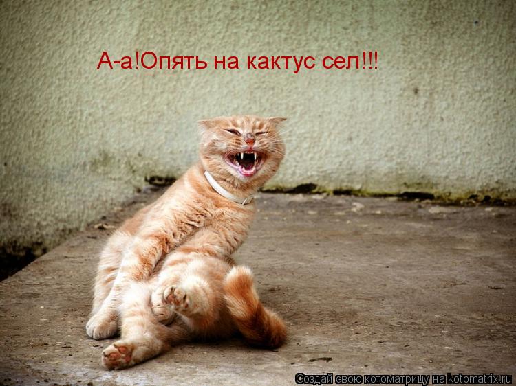 А-а!Опять на кактус сел!!!... Котоматрица: А-а!Опять на кактус сел!!!