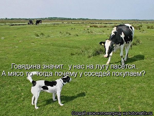 Говядина значит.. у нас на лугу пасётся.. А мясо то тогда почему у соседей покупаем?... Котоматрица: Говядина значит.. у нас на лугу пасётся.. А мясо то тогда почему у соседей покупаем?