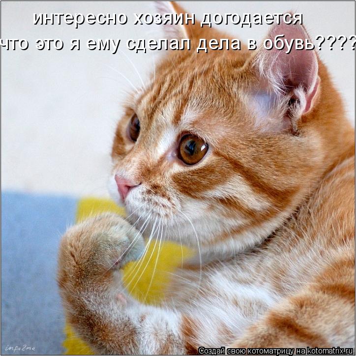 Котоматрица: интересно хозяин догодается  что это я ему сделал дела в обувь????