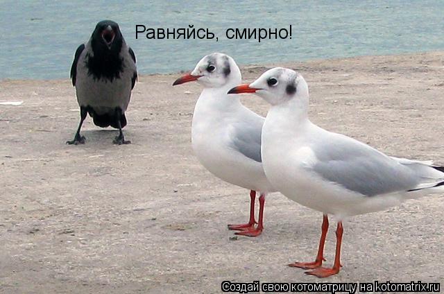 Равняйсь, смирно!... Котоматрица: Равняйсь, смирно!