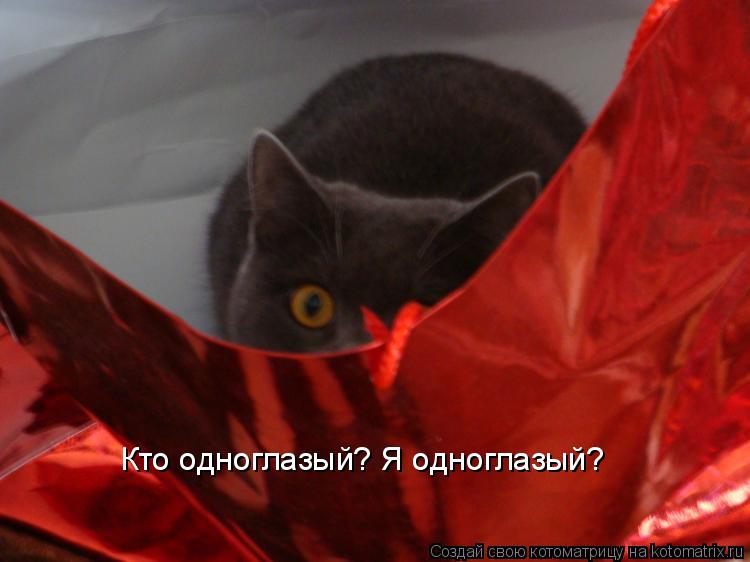 Кто одноглазый? Я одноглазый?... Котоматрица: Кто одноглазый? Я одноглазый?