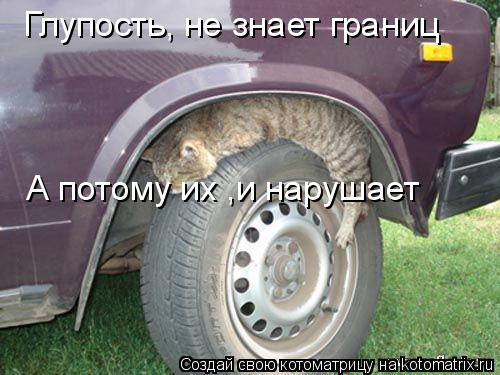 Глупость, не знает границ А потому их ,и нарушает... Котоматрица: Глупость, не знает границ А потому их ,и нарушает