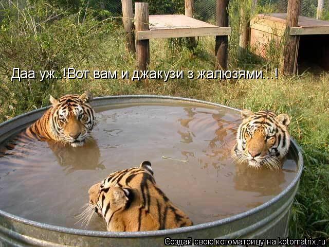 Даа уж..!Вот вам и джакузи з жалюзями...!... Котоматрица: Даа уж..!Вот вам и джакузи з жалюзями...!