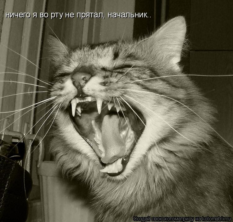 ничего я во рту не прятал, начальник..... Котоматрица: ничего я во рту не прятал, начальник..