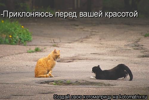 -Приклоняюсь перед вашей красотой... Котоматрица: -Приклоняюсь перед вашей красотой
