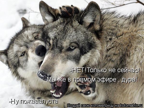 -Ну пожааалуста -НЕТ!Только не сейчас! Мы же в прямом эфире , дура!... Котоматрица: -Ну пожааалуста -НЕТ!Только не сейчас! Мы же в прямом эфире , дура!