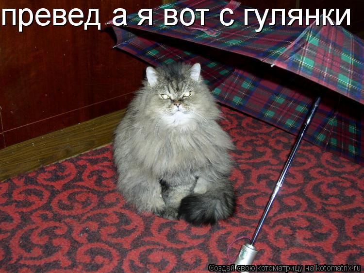 превед а я вот с гулянки... Котоматрица: превед а я вот с гулянки