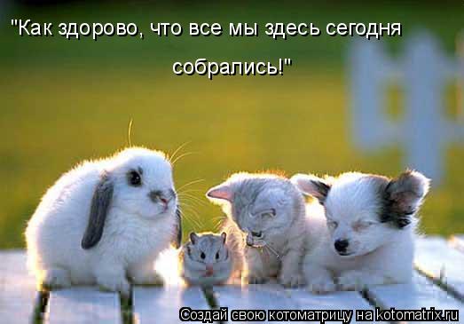"Как здорово, что все мы здесь сегодня собрались!"... Котоматрица: "Как здорово, что все мы здесь сегодня собрались!"