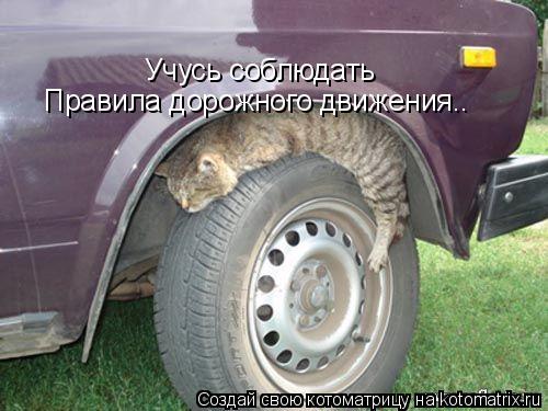 Учусь соблюдать Правила дорожного движения..... Котоматрица: Учусь соблюдать Правила дорожного движения..
