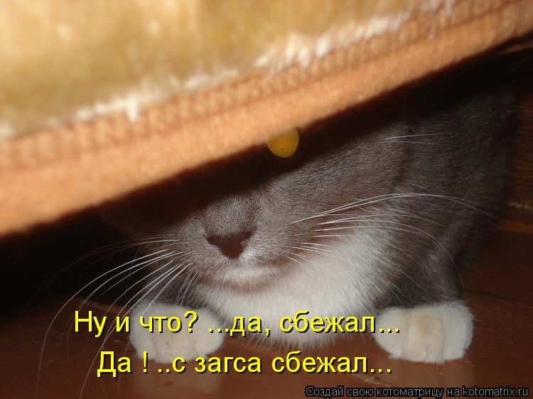Ну и что? ...да, сбежал... Да ! ..с загса сбежал...... Котоматрица: Ну и что? ...да, сбежал... Да ! ..с загса сбежал...