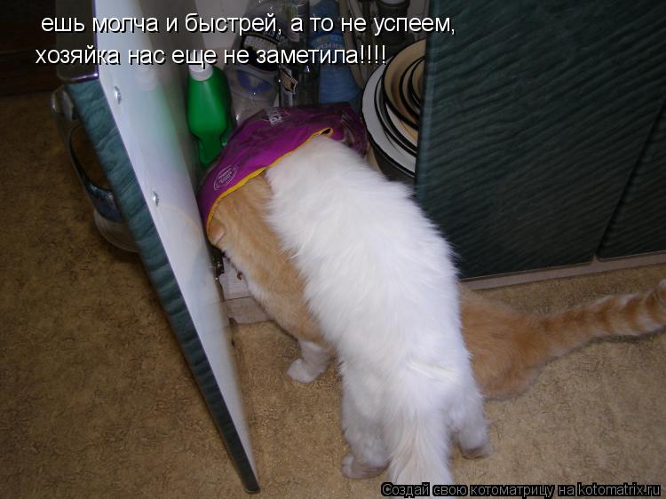 ешь молча и быстрей, а то не успеем, хозяйка нас еще не заметила!!!!... Котоматрица: ешь молча и быстрей, а то не успеем, хозяйка нас еще не заметила!!!!