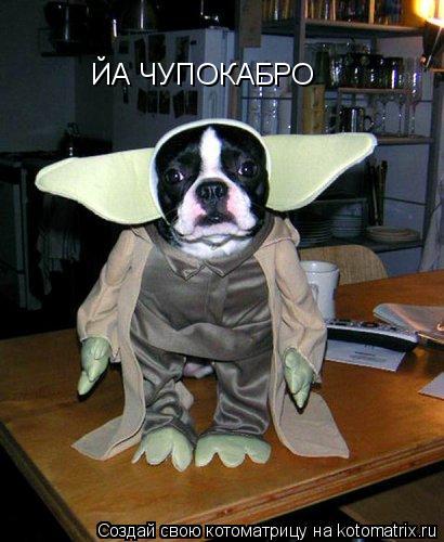 ЙА ЧУПОКАБРО... Котоматрица: ЙА ЧУПОКАБРО