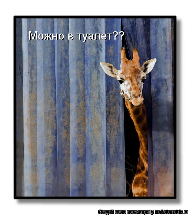 Можно в туалет?? Можно в туалет??... Котоматрица: Можно в туалет?? Можно в туалет??