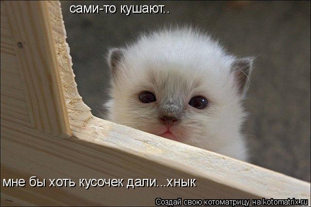 сами-то кушают.. мне бы хоть кусочек дали...хнык... Котоматрица: сами-то кушают.. мне бы хоть кусочек дали...хнык
