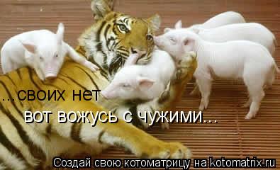 ...своих нет вот вожусь с чужими...... Котоматрица: ...своих нет вот вожусь с чужими...