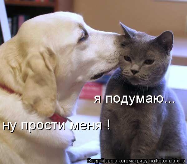 ну прости меня ! я подумаю...... Котоматрица: ну прости меня ! я подумаю...