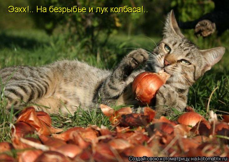Ээхх!.. На безрыбье и лук колбаса!..... Котоматрица: Ээхх!.. На безрыбье и лук колбаса!..