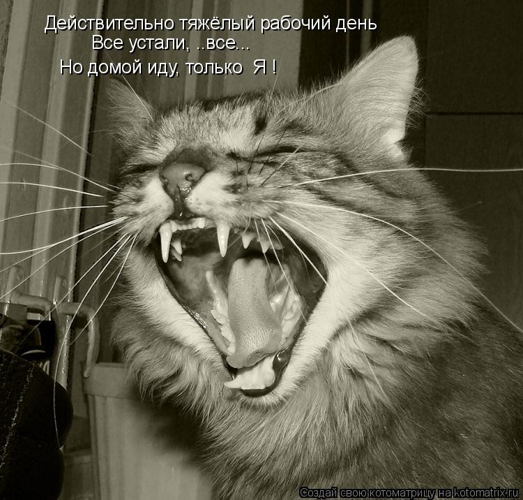Действительно тяжёлый рабочий день Все устали, ..все... Но домой иду, только Я !... Котоматрица: Действительно тяжёлый рабочий день Все устали, ..все... Но домой иду, только Я !