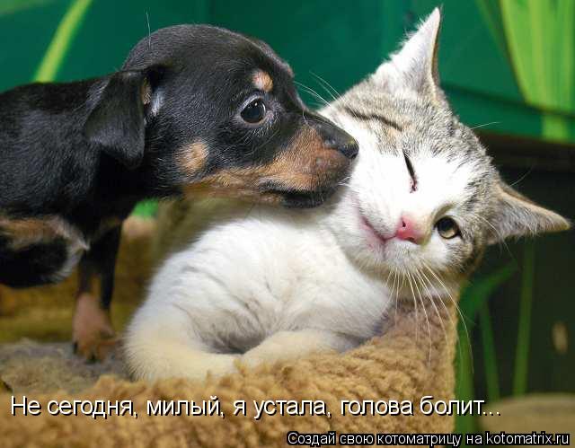 Не сегодня, милый, я устала, голова болит...... Котоматрица: Не сегодня, милый, я устала, голова болит...