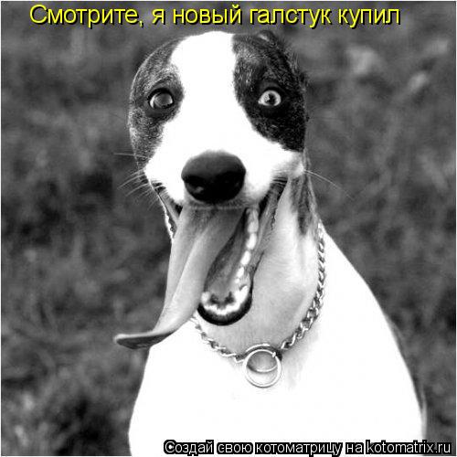 Смотрите, я новый галстук купил... Котоматрица: Смотрите, я новый галстук купил