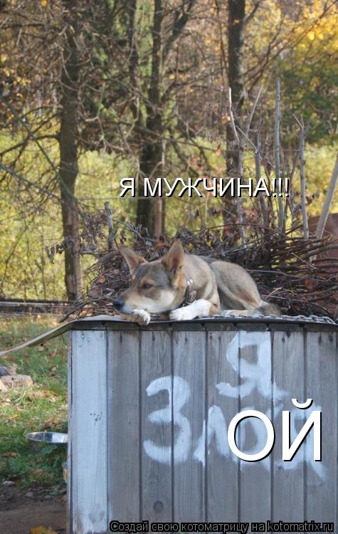 ОЙ Я МУЖЧИНА!!!... Котоматрица: ОЙ Я МУЖЧИНА!!!