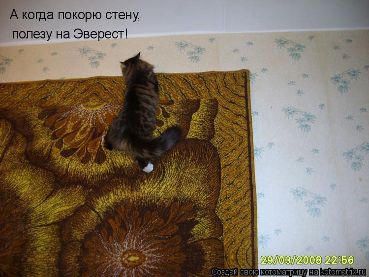 А когда покорю стену, полезу на Эверест!... Котоматрица: А когда покорю стену, полезу на Эверест!