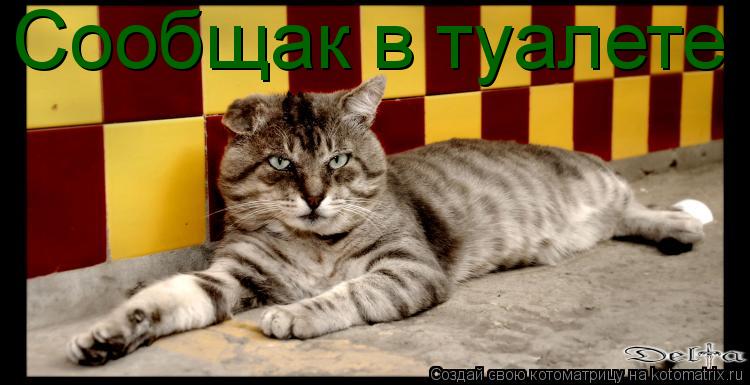 Сообщак в туалете... Котоматрица: Сообщак в туалете