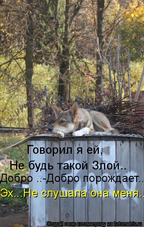 Говорил я ей, Не будь такой Злой.. Добро ..-Добро порождает... Эх...Не слушала она меня...... Котоматрица: Говорил я ей, Не будь такой Злой.. Добро ..-Добро порождает... Эх...Не слушала она меня...