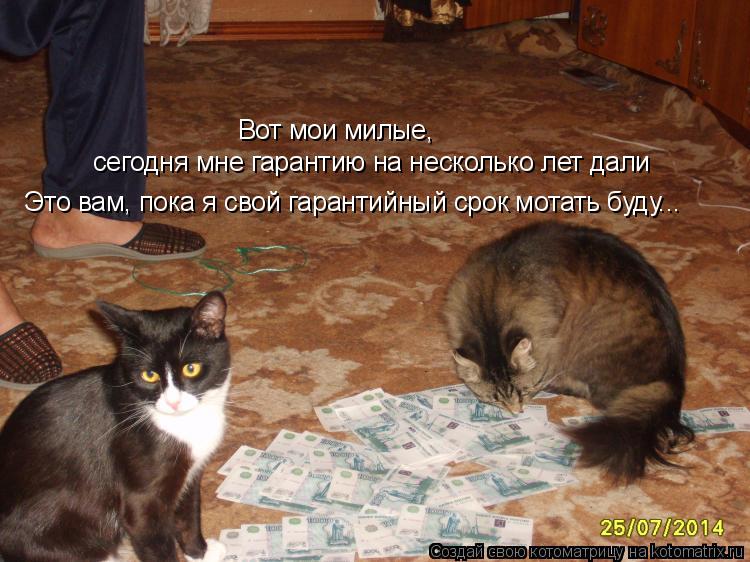 Вот мои милые, сегодня мне гарантию на несколько лет дали Это вам, пока я свой гарантийный срок мота... Котоматрица: Вот мои милые, сегодня мне гарантию на несколько лет дали Это вам, пока я свой гарантийный срок мотать буду...