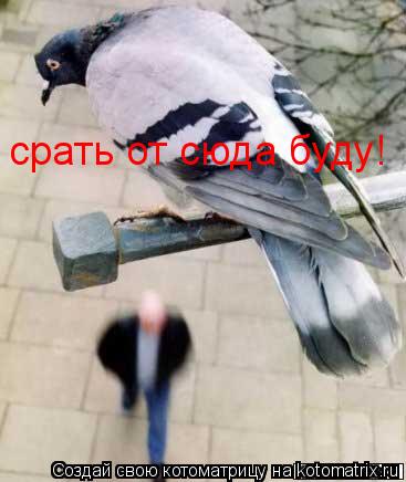 срать от сюда буду!... Котоматрица: срать от сюда буду!