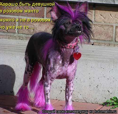 Хорошо быть девушкой в розовом манто можно и не в розовом, но уже не то ...... Котоматрица: Хорошо быть девушкой в розовом манто можно и не в розовом, но уже не то ...