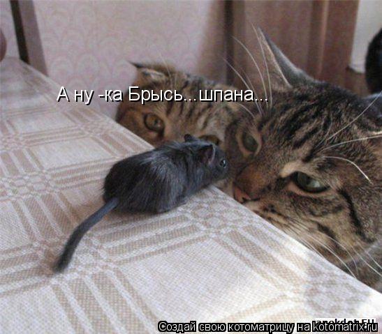 А ну -ка Брысь...шпана...... Котоматрица: А ну -ка Брысь...шпана...