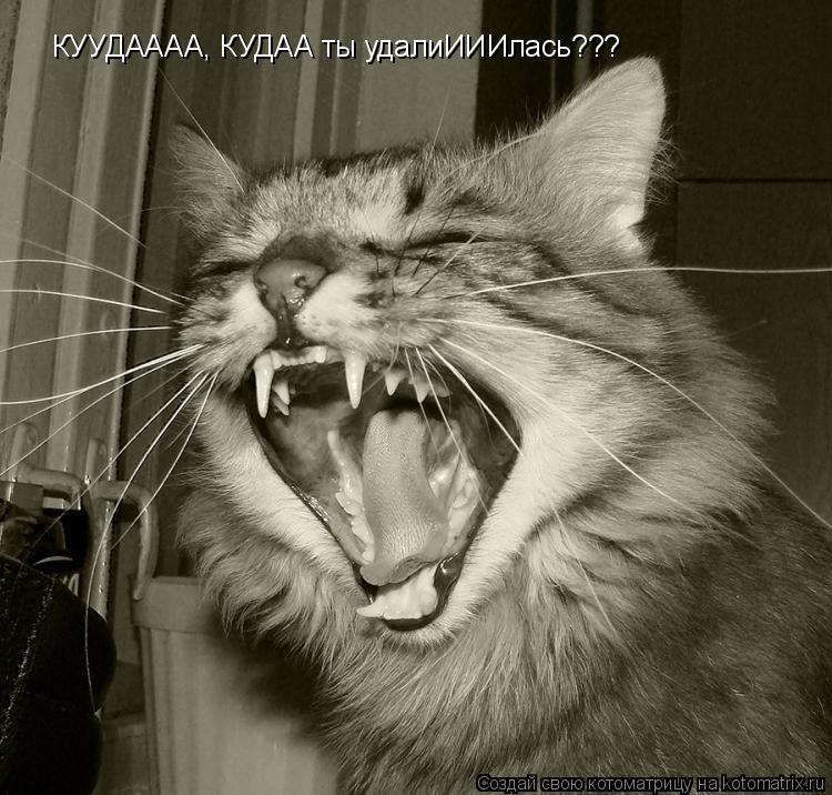 КУУДАААА, КУДАА ты удалиИИИлась???... Котоматрица: КУУДАААА, КУДАА ты удалиИИИлась???