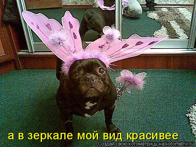 а в зеркале мой вид красивее... Котоматрица: а в зеркале мой вид красивее